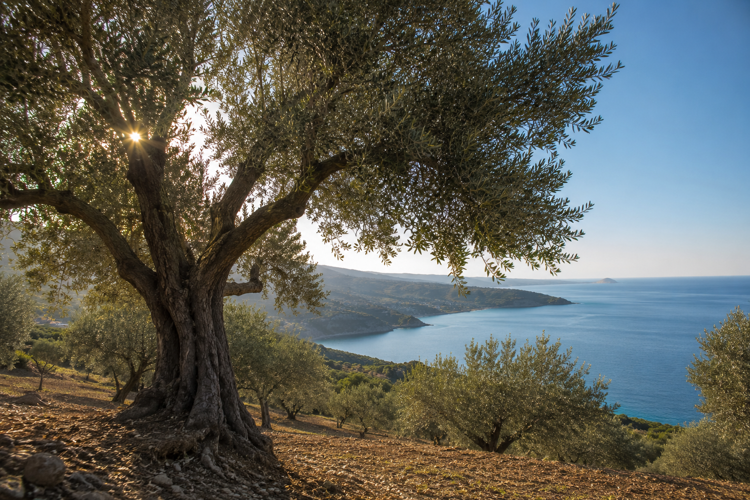 Old, gnarled Tunisian olive trees, dry earth, rolling grove. Midday or late-afternoon light.