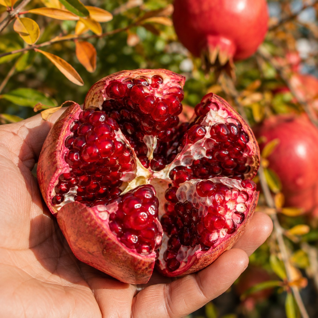 Pomegranate broken open by hand, seeds catching light, autumn palette.